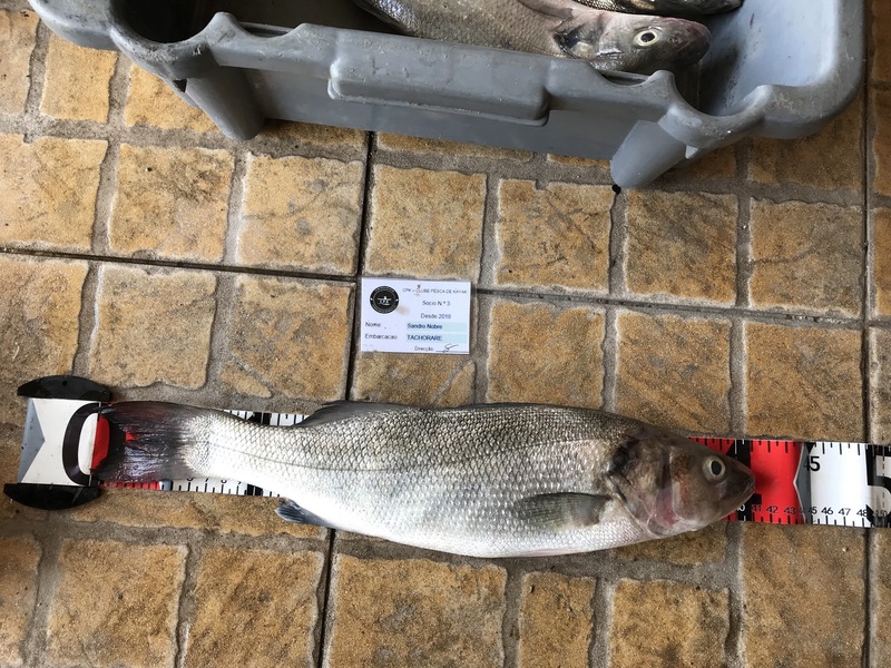 Fish Measure Picture