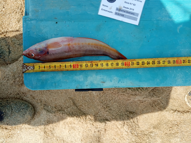 Fish Measure Picture