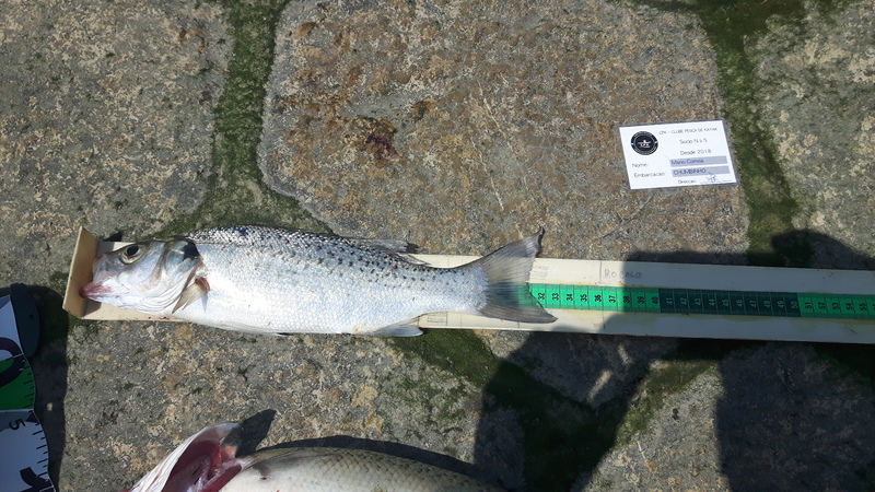 Fish Measure Picture