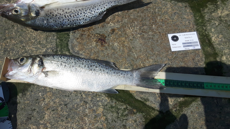 Fish Measure Picture