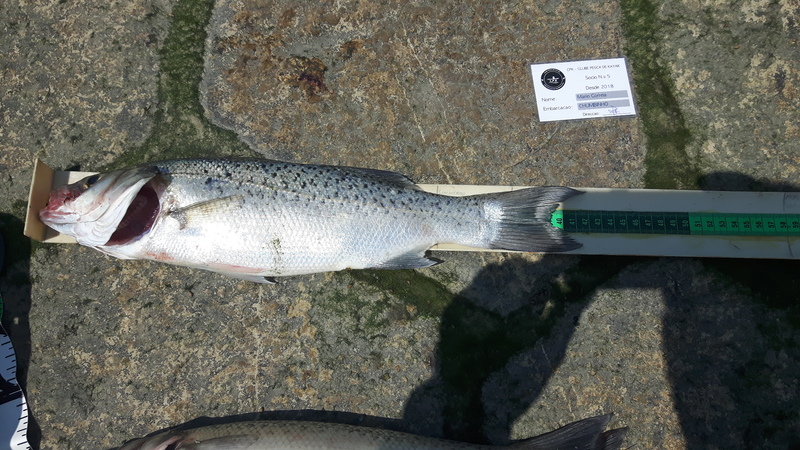 Fish Measure Picture