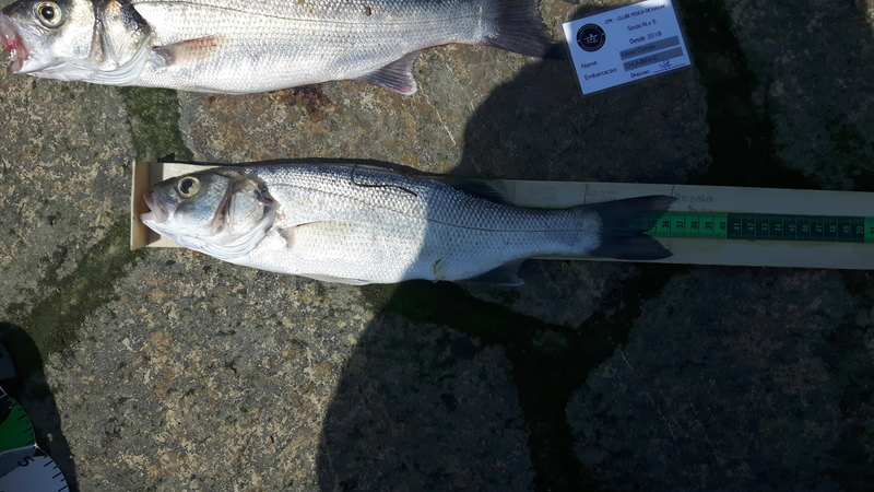 Fish Measure Picture