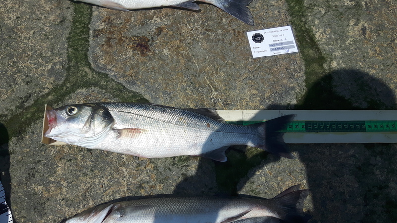 Fish Measure Picture