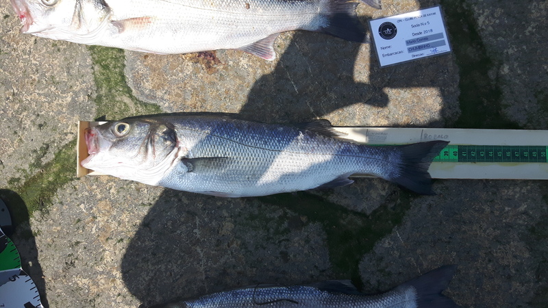 Fish Measure Picture