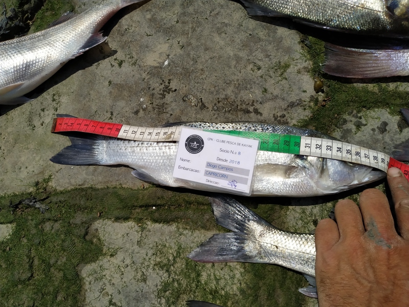 Fish Measure Picture