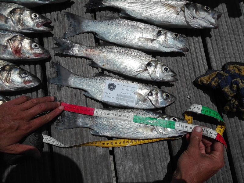 Fish Measure Picture