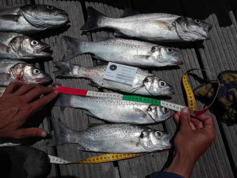 Fish Measure Picture