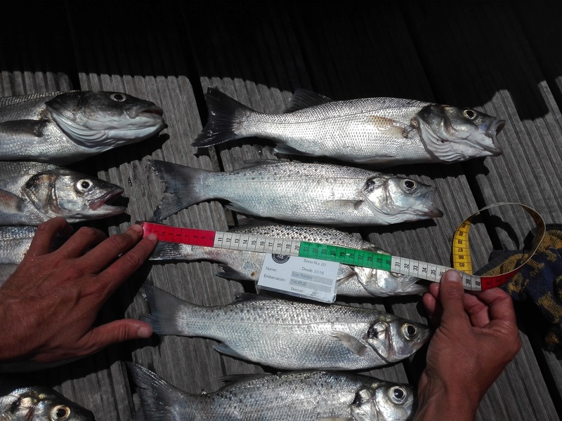 Fish Measure Picture