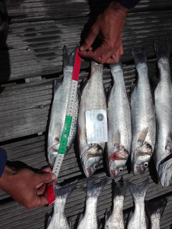 Fish Measure Picture