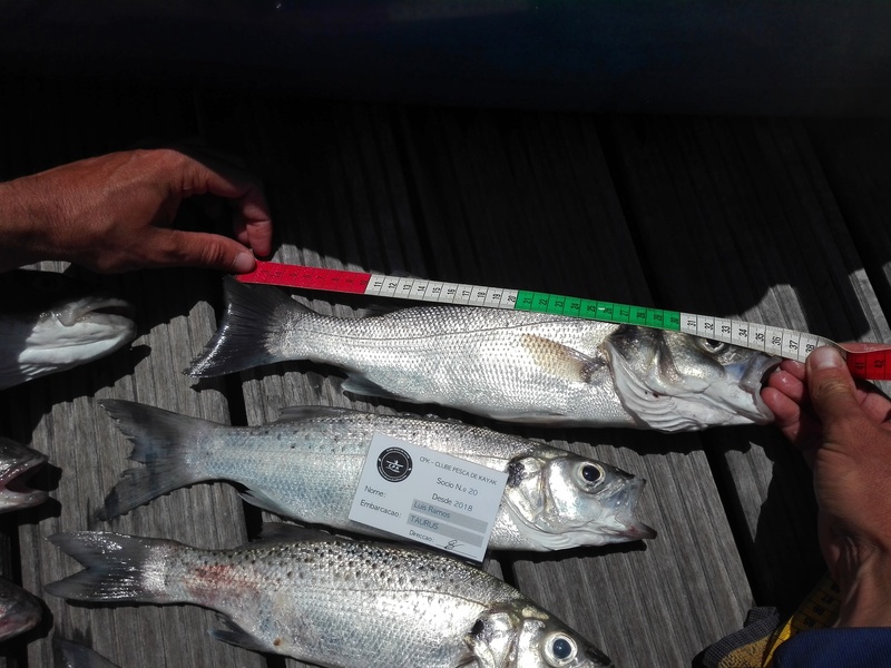 Fish Measure Picture