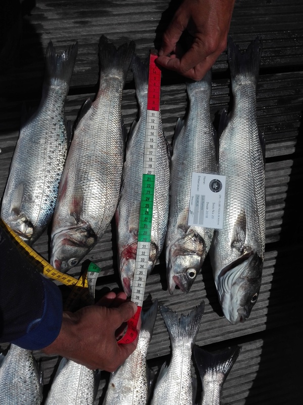 Fish Measure Picture
