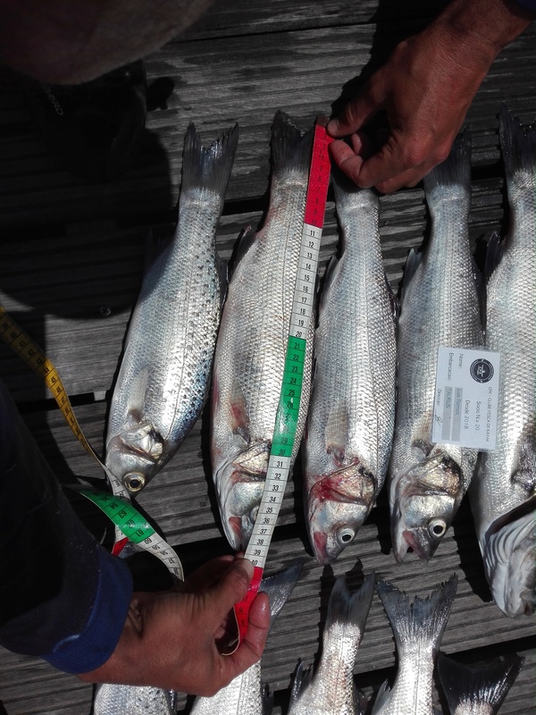 Fish Measure Picture