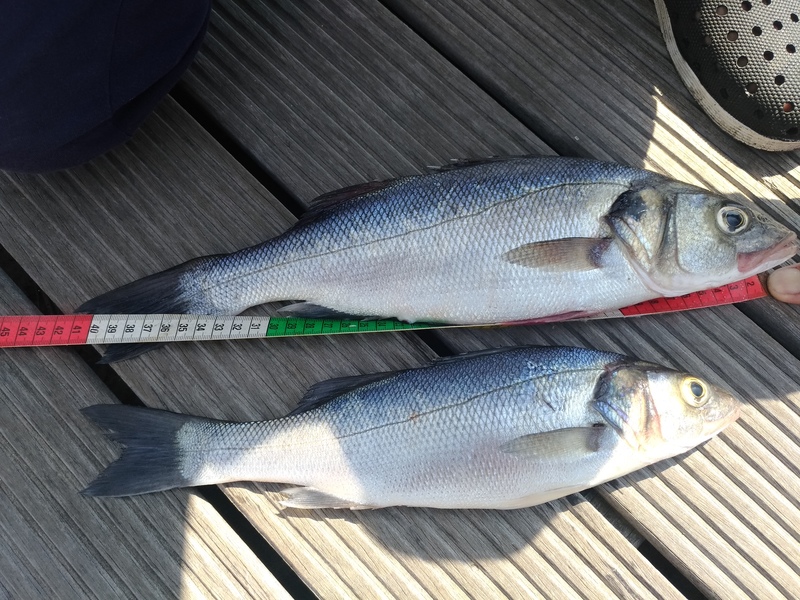 Fish Measure Picture