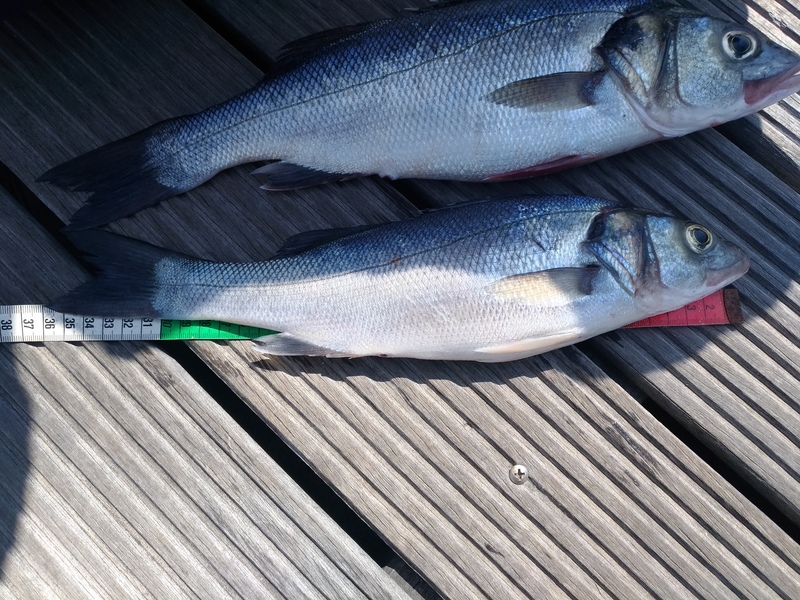 Fish Measure Picture