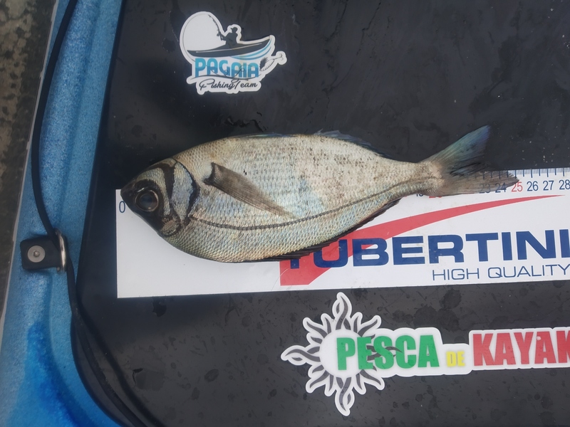 Fish Measure Picture