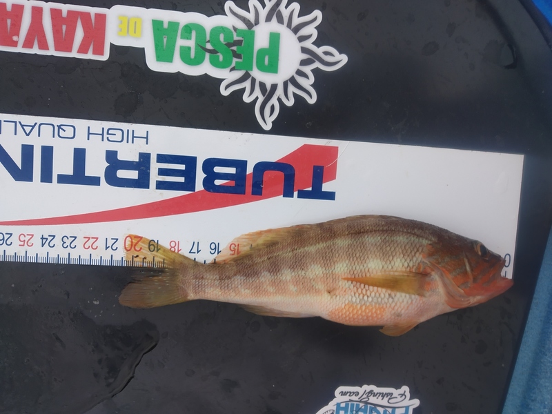 Fish Measure Picture