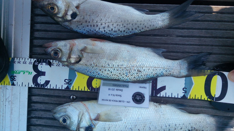 Fish Measure Picture