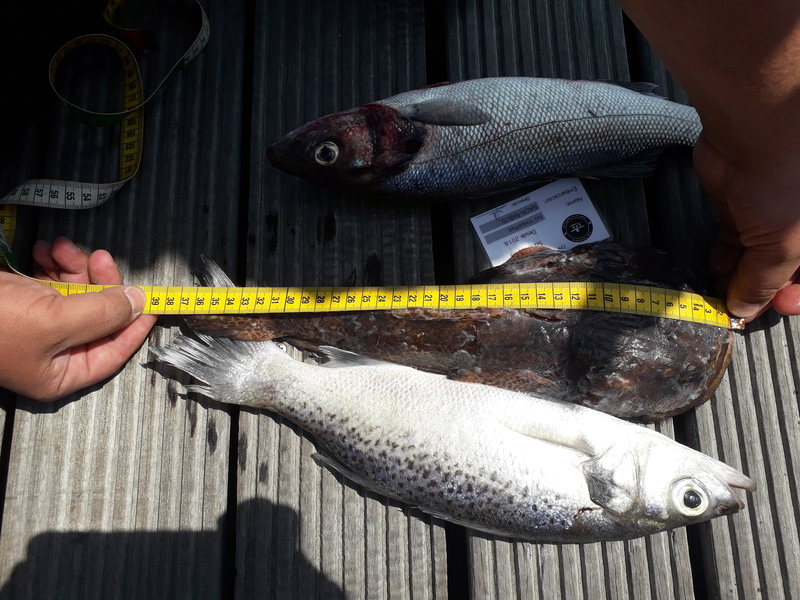 Fish Measure Picture