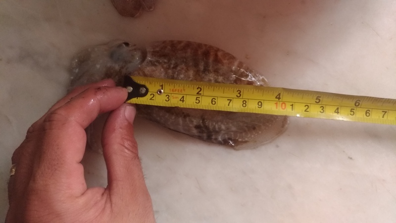 Fish Measure Picture