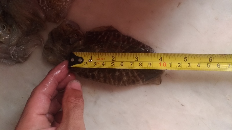Fish Measure Picture
