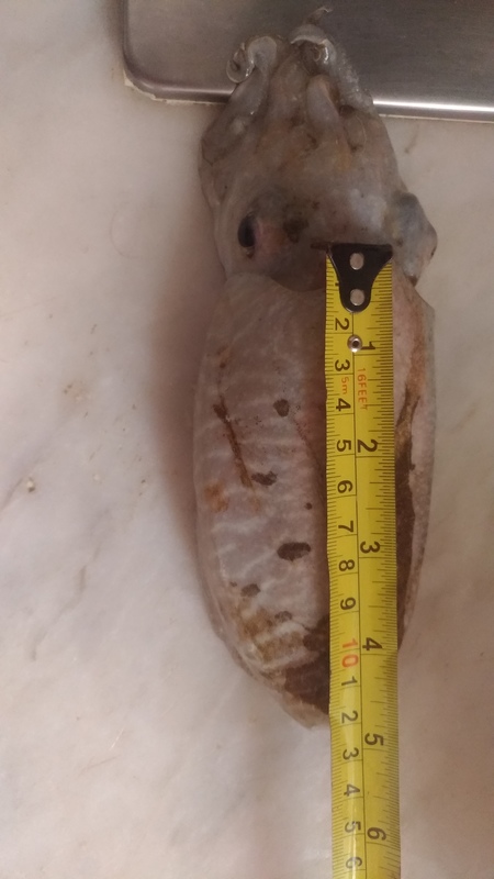 Fish Measure Picture