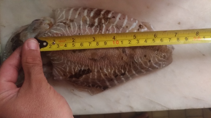 Fish Measure Picture