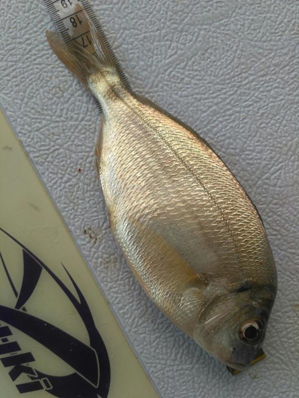Fish Measure Picture