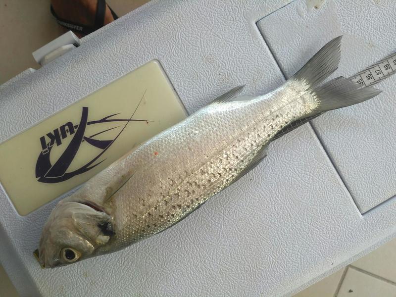 Fish Measure Picture