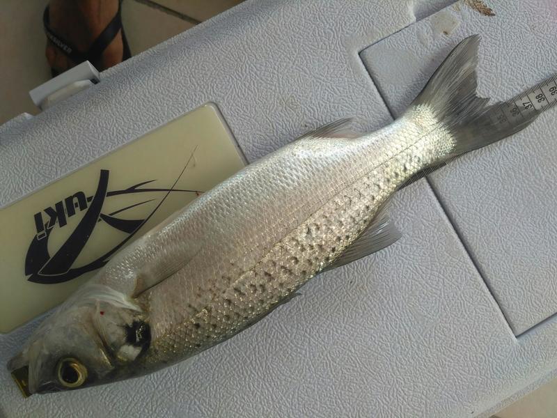 Fish Measure Picture