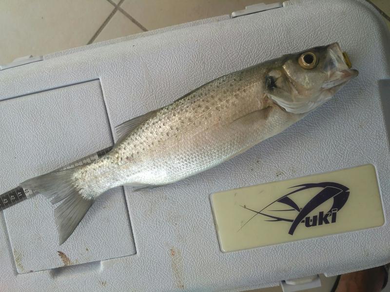 Fish Measure Picture