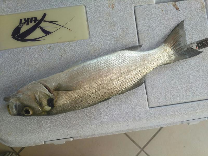 Fish Measure Picture