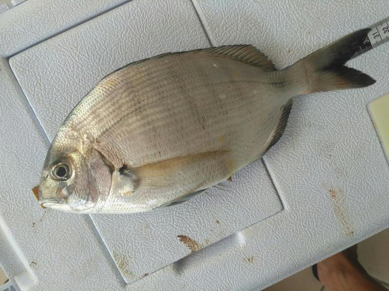 Fish Measure Picture