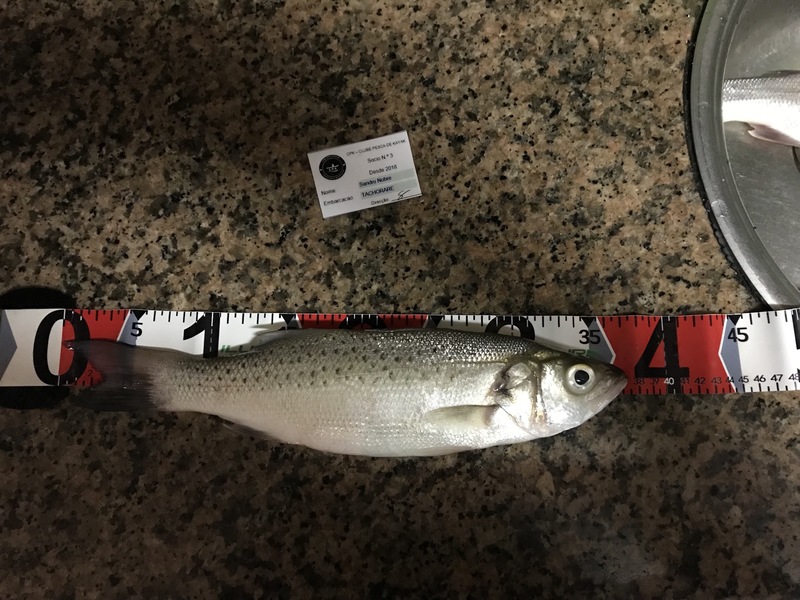 Fish Measure Picture