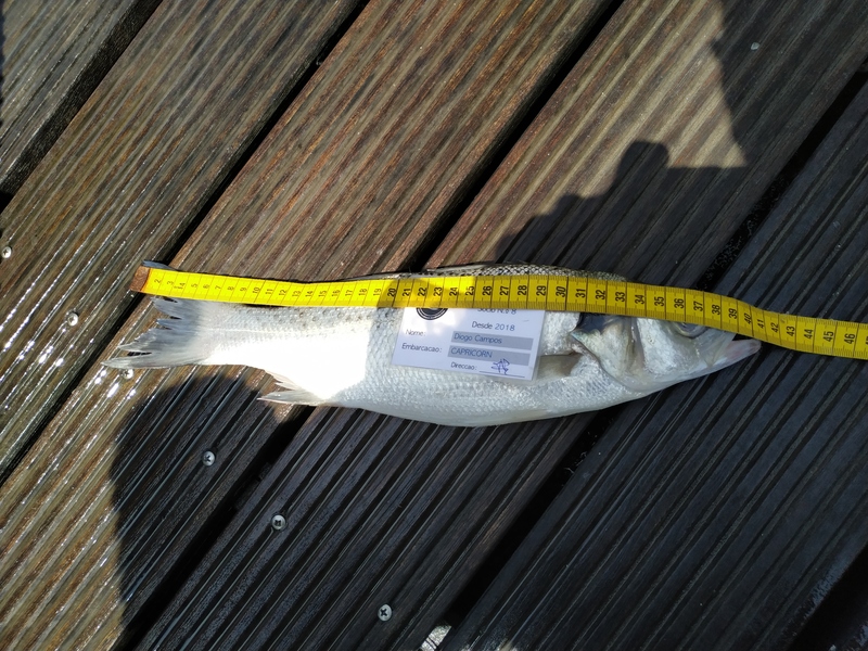 Fish Measure Picture