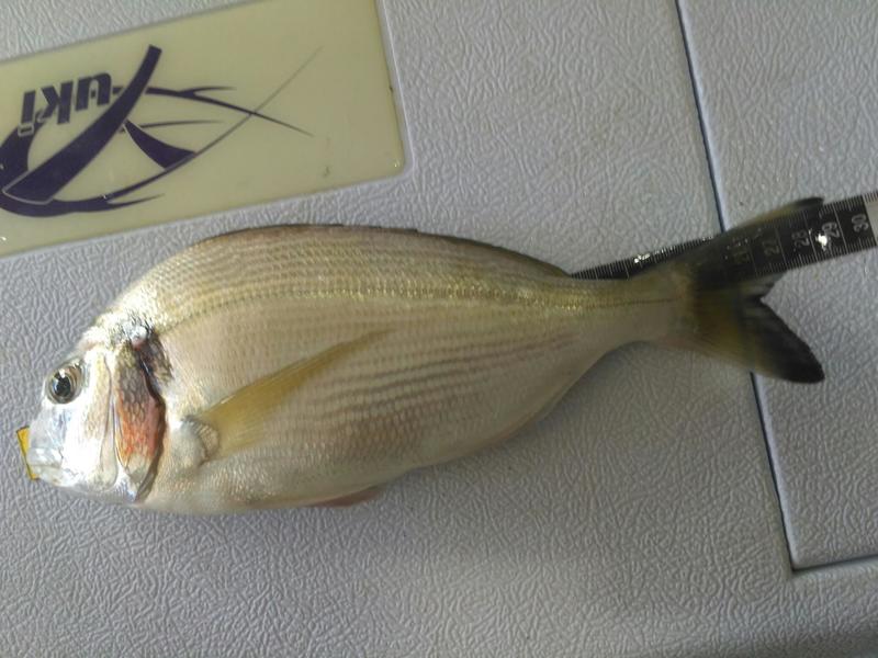 Fish Measure Picture