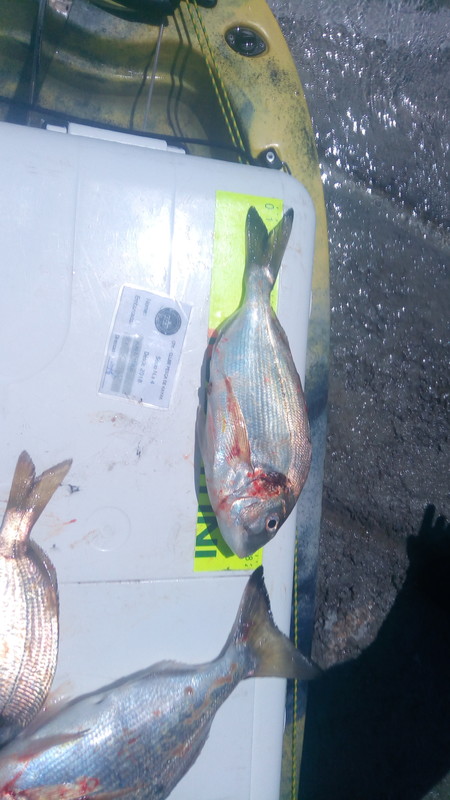 Fish Measure Picture