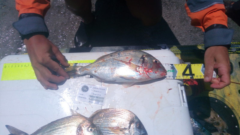 Fish Measure Picture