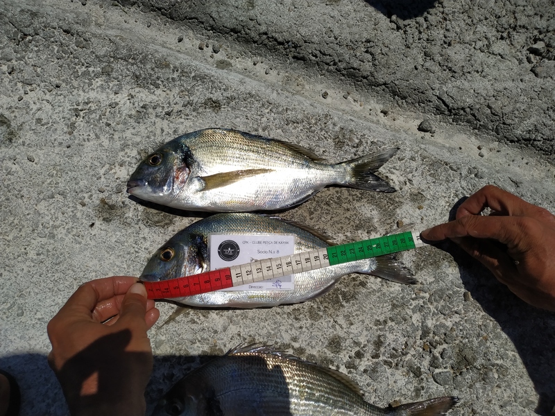 Fish Measure Picture