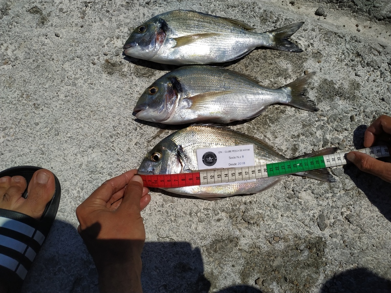 Fish Measure Picture