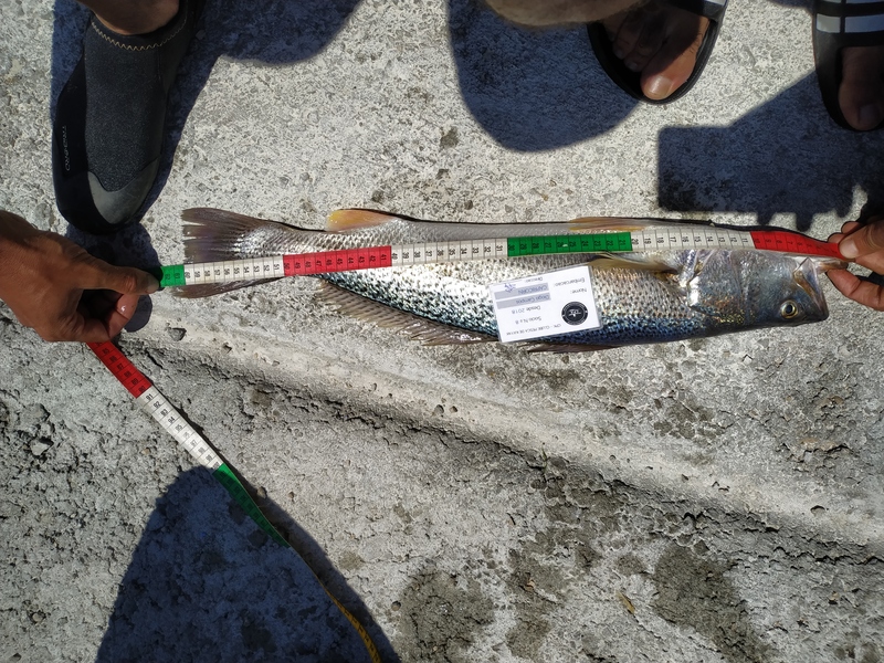Fish Measure Picture