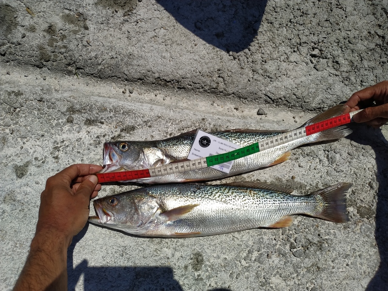Fish Measure Picture