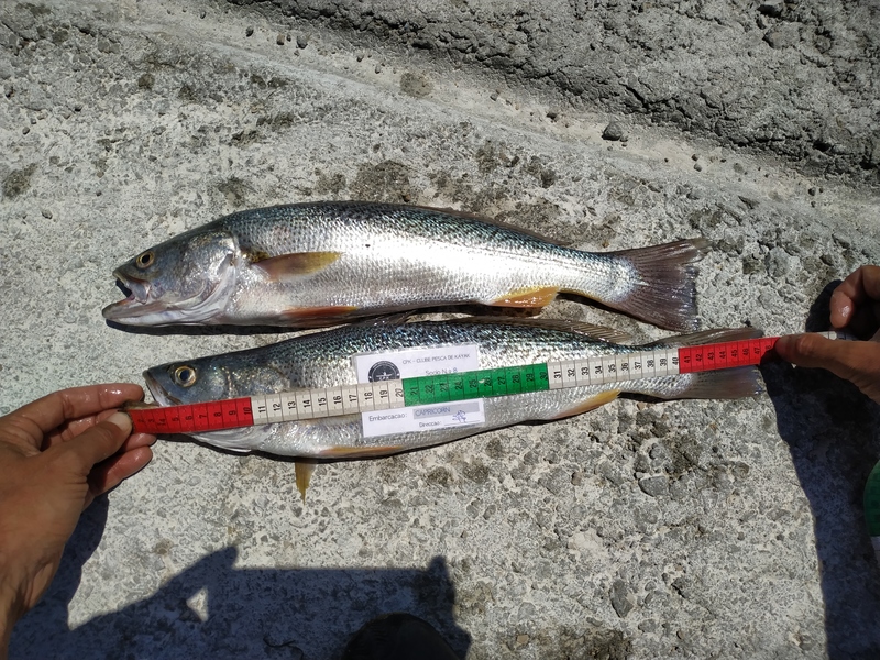Fish Measure Picture