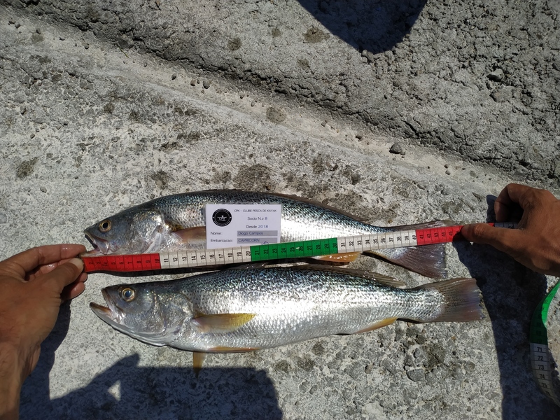 Fish Measure Picture