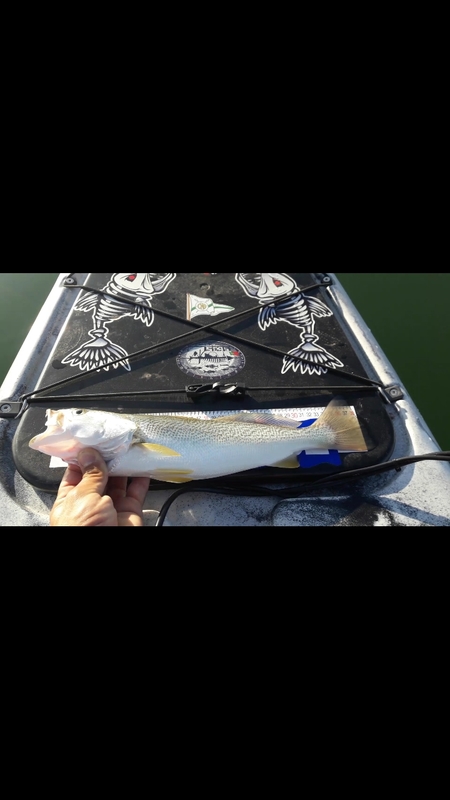 Fish Measure Picture