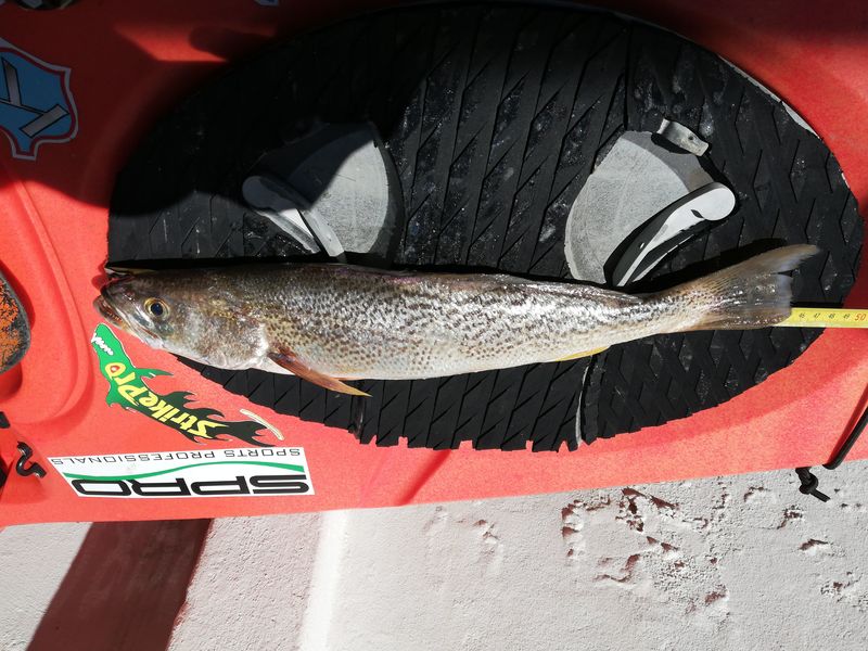 Fish Measure Picture