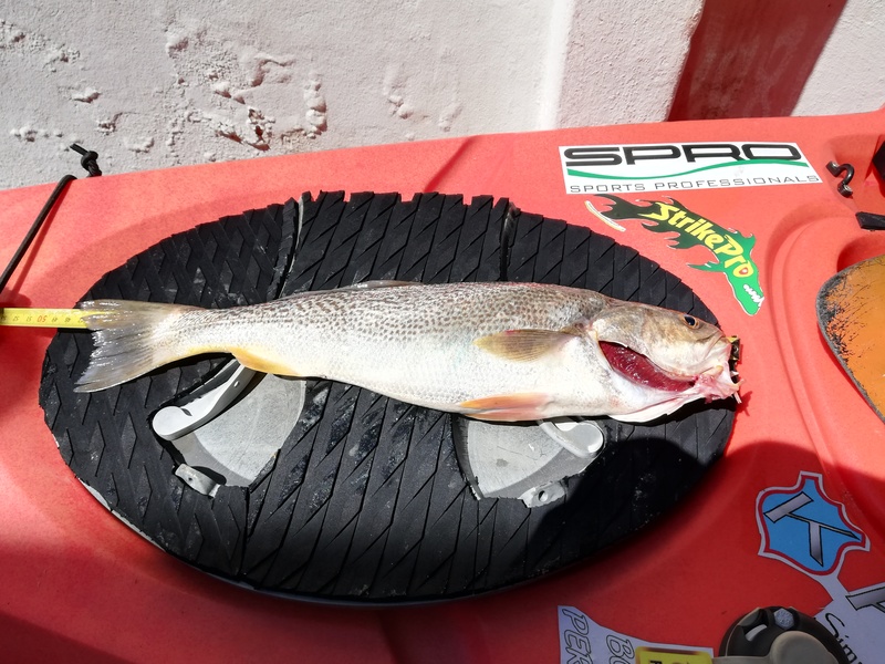 Fish Measure Picture