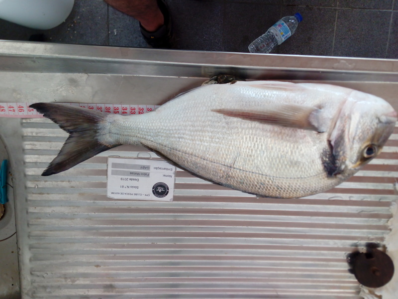 Fish Measure Picture