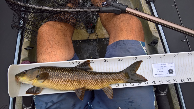 Fish Measure Picture