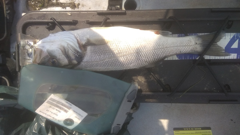 Fish Measure Picture