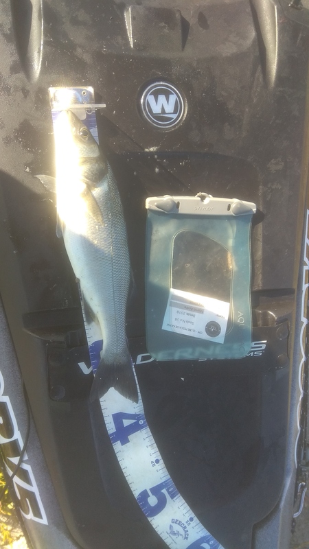 Fish Measure Picture